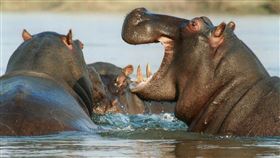 河馬，圖／翻攝自Pixabay