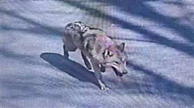 南韓大田「O-World 主題樂園」的動物園日前驚傳公狼「늑구」脫逃，今（14）日凌晨搜救隊找到牠，卻在圍捕過程中又讓牠跑走了。（圖／翻攝自大田消防本部）