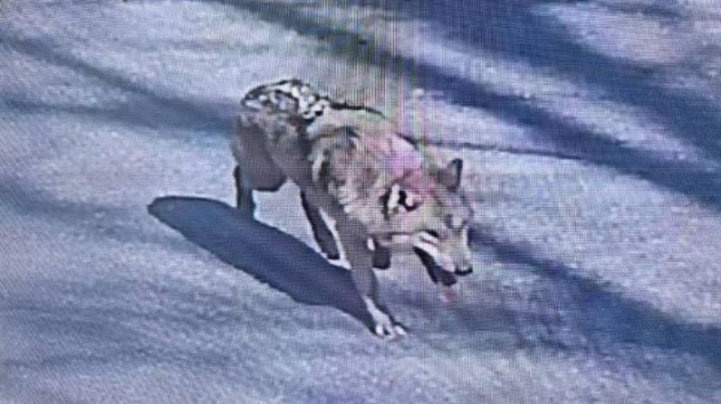 動物園公狼逃脫第7天現蹤 深夜圍捕失敗