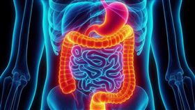 大腸，大腸癌。(圖/Pixabay)