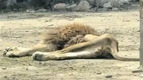 遼寧本溪市動植物園裡的雄獅「大毛」瘦成「紙片獅」。（圖／翻攝畫面）