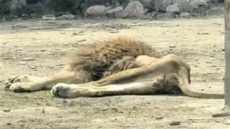 獅子喪偶爆瘦　園方「做1事」重振雄風