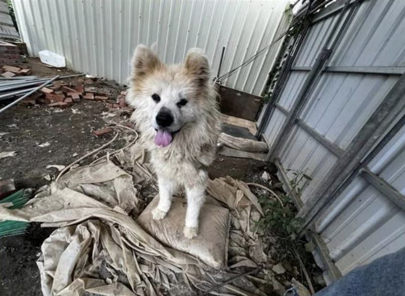 原飼主突襲草莓園，發現愛犬遭不當對待，相當痛心。（圖／翻攝自Google Map）