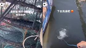 虐貓,漁民,林園區,浸蟹籠