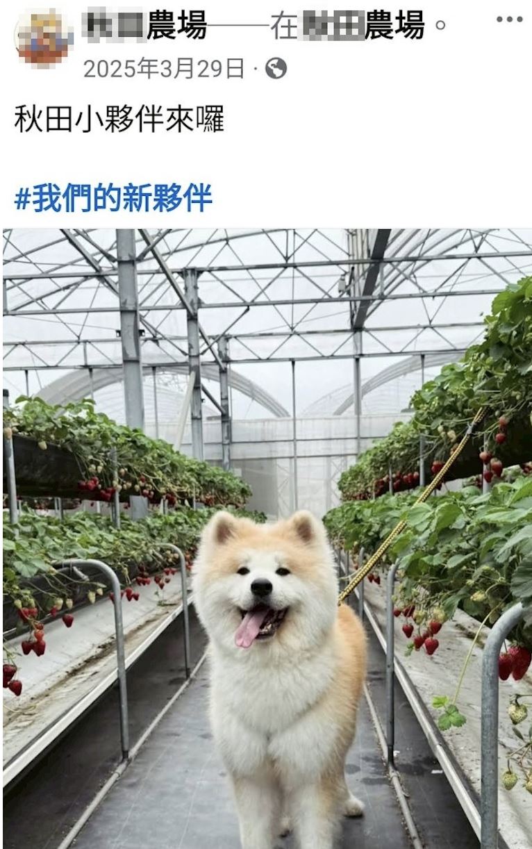 草莓園一年前從社團認養秋田犬Monster。（圖／翻攝自Google Map）