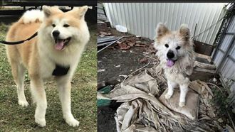 草莓園認養秋田犬　原飼主突襲PO對比慘照