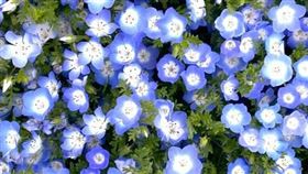 福岡市知名觀光勝地「海之中道海濱公園」粉蝶花田中竟出現毒花。(示意圖／翻攝自海之中道海濱公園官網）