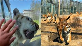 河南動物園推出「虎景房」，主打遊客與老虎僅隔一面玻璃同住。（圖／翻攝自九派新聞微博）