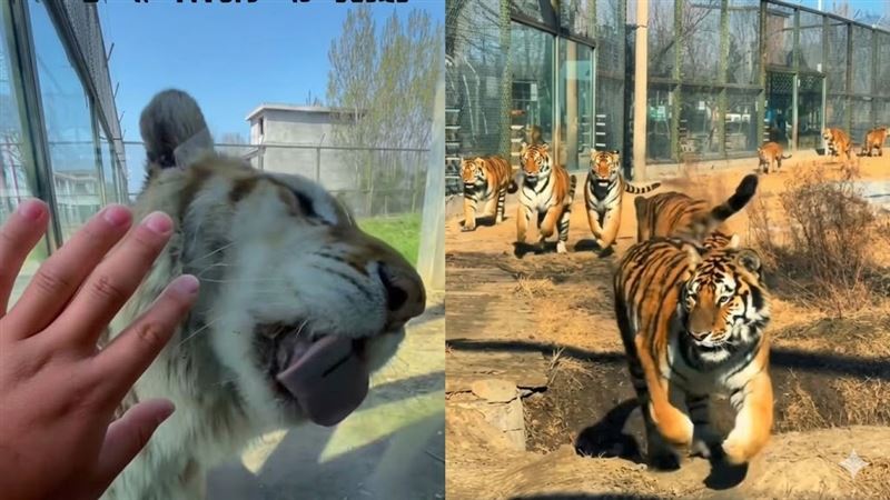 河南動物園推出「虎景房」,主打遊客與老虎僅隔一面玻璃同住。(圖/翻攝自九派新聞微博)