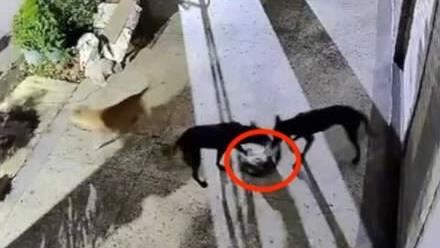 恐怖汪汪隊疑遭操控殺浪貓!動保處要查了