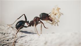螞蟻。（示意圖／PIXABAY）