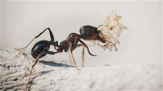 中國男將2200多隻螞蟻塞行李走私！下場慘