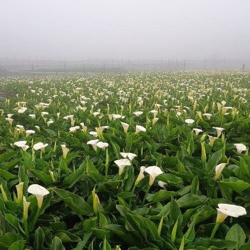 把握最後二週海芋盛開花期，相遇純潔浪漫美景。（圖／臺北市政府提供）