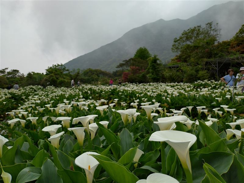 把握最後二週海芋盛開花期，相遇純潔浪漫美景。（圖／臺北市政府提供）