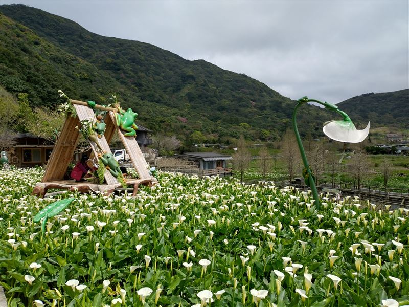 把握最後二週海芋盛開花期，相遇純潔浪漫美景。（圖／臺北市政府提供）