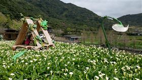 把握最後二週海芋盛開花期　相遇純潔浪漫美景（業配勿用）
