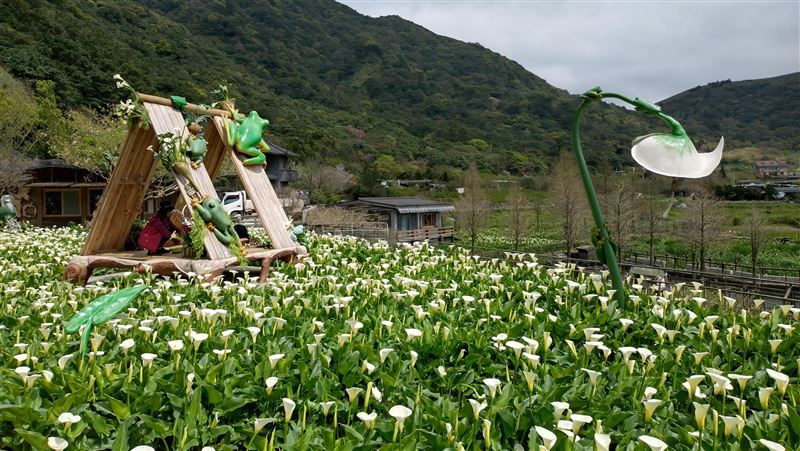 把握最後二週海芋盛開花期！
