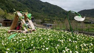 把握最後二週海芋盛開花期！