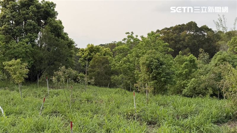 新／台中秘境驚見女屍！林務人員巡山嚇壞