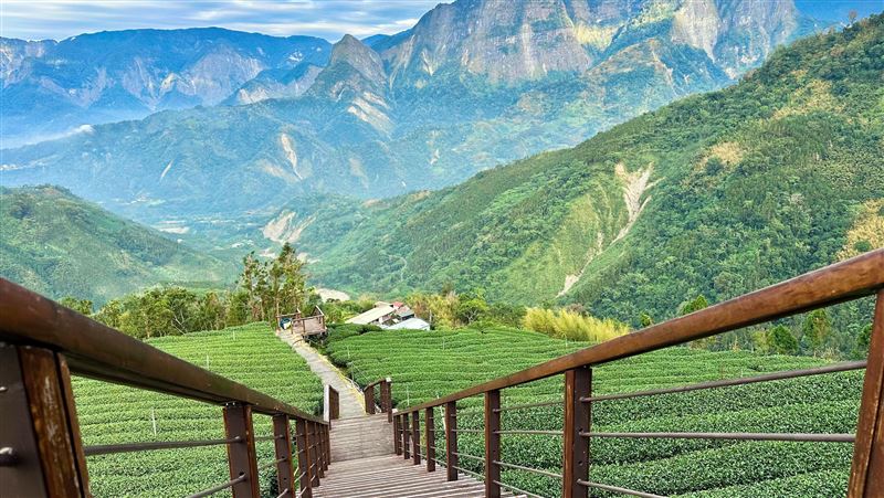 阿里山慢旅　茶園與螢光夜景串聯山林風貌