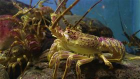 英國女子闖入餐廳偷走寵物小龍蝦並放生，遭判8個月有條件釋放。（圖／翻攝自youtube@Bournemouth News & Picture Service）