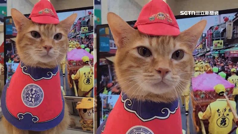 蜜柑穿上朝天宮轎班服，在螢幕前共襄盛舉