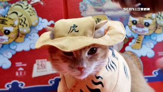 可愛到犯規！蜜柑穿轎班服　追媽祖直播