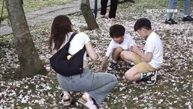 五月雪美不勝收　桃園桐花祭13處賞桐秘境