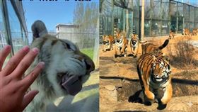 與老虎共眠一晚八百有找！河南動物園「虎景房」超狂體驗掀熱議。（圖／翻攝畫面）