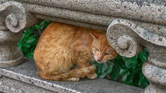 火車誤點7小時凶手是橘貓？乘客怒揭主謀