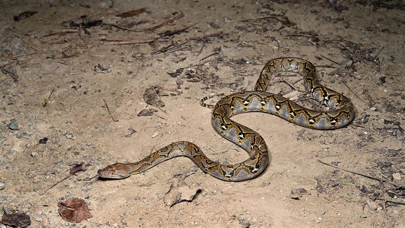 世界最長蛇網紋蟒出沒高雄。（圖／翻攝台灣爬行類動物保育協會臉書）