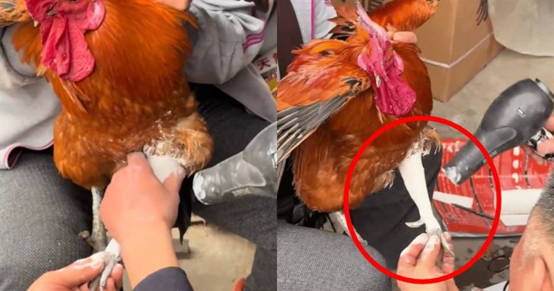 一名女子帶養了3年的公雞就醫，並打石膏治療骨折，引發討論。（圖／翻攝自微博）