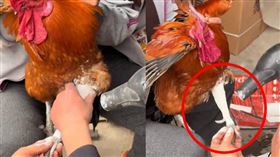 一名女子帶養了3年的公雞就醫，並打石膏治療骨折，引發討論。（圖／翻攝自微博）