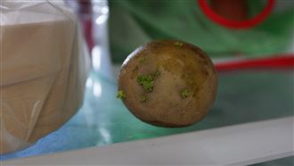 民進黨：政府「沒有開放」發芽馬鈴薯！