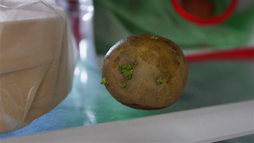 民進黨：政府「沒有開放」發芽馬鈴薯！