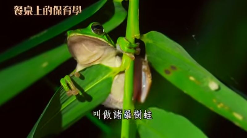 台灣特有種 諸羅樹蛙，主要棲息在竹林之中。對牠們而言，竹林不只是農地，更是繁殖與生活的重要家園。（圖／三立永續辦公室提供）