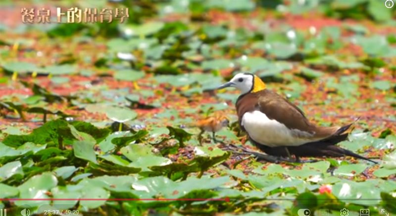 另一個動人的故事，發生在菱角田。隨著產業變遷，台灣的菱角田面積逐漸減少，水雉的棲息地也隨之消失，族群數量一度只剩下約五十隻。（圖／三立永續辦公室提供）