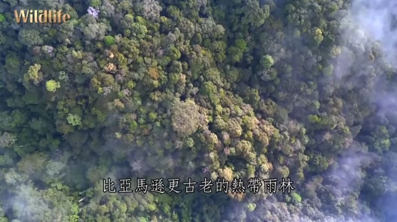 消失的棲地：一個令人憂心的現實　當棲地消失，動物也將無處可去。（圖／三立永續辦公室提供）