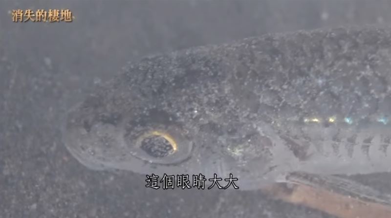 當森林消失、河流改道，許多物種往往來不及適應，就被迫離開或消失。（圖／三立永續辦公室提供）