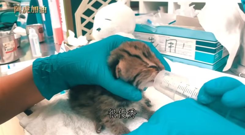 《阿虎加油》台灣最後的原生貓科動物　只想在這片土地上好好活下去。（圖／三立永續辦公室提供）