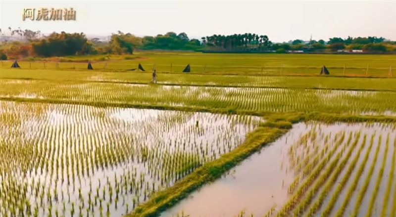 《阿虎加油》台灣最後的原生貓科動物　只想在這片土地上好好活下去。（圖／三立永續辦公室提供）