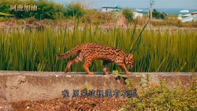 《阿虎加油》台灣最後的原生貓科動物　只想在這片土地上好好活下去。（圖／三立永續辦公室提供）