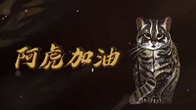 《阿虎加油》台灣最後的原生貓科動物　只想在這片土地上好好活下去。（圖／三立永續辦公室提供）