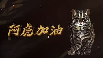 《阿虎加油》台灣最後的原生貓科動物
