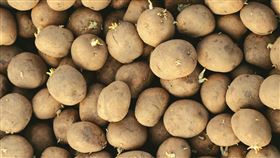 馬鈴薯發芽　（示意圖／PIXABAY）