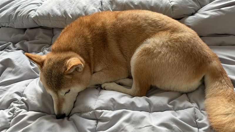 「柚子」在地震發生當下依舊熟睡。（圖／翻攝自視網膜 Retina臉書）