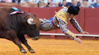 鬥牛表演爆意外！他遭公牛刺穿直腸險喪命