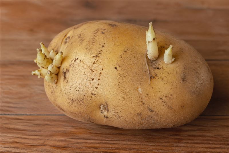 台灣放寬美國馬鈴薯輸台，引發龍葵鹼疑慮，也讓人想起摩斯綠薯條事件。（圖／AI製圖）