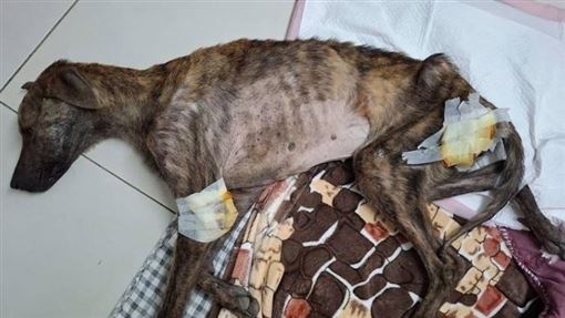 放任300犬貓餓成皮包骨　高雄狗園淪煉獄