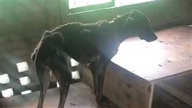 園內狗兒疏於照顧、徐滿惠卻不聞不問，害狗兒瘦成骷髏，她遭台南市動保處移送，最終被不起訴處分。（圖／翻攝畫面）